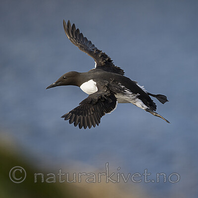 BB 15 0665 / Uria aalge / Lomvi